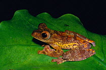 Harlequin tree frog {Rhacophorus pardalis} Rainforest, Sarawak, Borneo