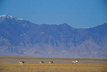 Tibetan Antelope {Pantholops hodgsonii} Uygur, China