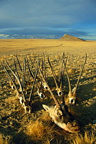 Tibetan antelope head & skulls {Pantholops hodgsonii} Uygur, China - hunted for shatoosh fur