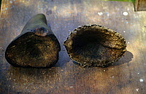 Rhino horn bases, fake on left and real horn on right, India