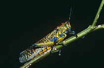 Giant painted locust (Phymateus saxosus) Isalo NP, Madagascar
