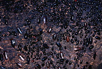 Common cockroaches in bat cave {Blatta orientalis} Trinidad