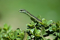Boomslang {Dispholidus ypus} in money plant, South Africa