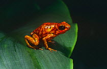 Harlequin poison arrow frog {Dendrobates histrionicus} Western Ecuador