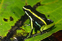 Poison arrow frog {Dendrobates trivittatus} Madre de Dios, Peru
