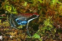 Poison arrow frog {Dendrobates zaparo} Amazonian Ecuador