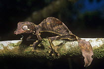 Gecko on branch {Uroplatus phatasticus} La Madraka Farm, Madagascar