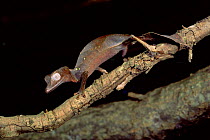 Gecko on branch {Uroplatus phatasticus} Madagascar.
