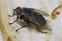 Blowfly {Calliphoridae} feeding on food, UK