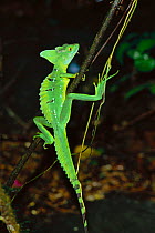 Jesus Christ lizard on branch {Basiliscus basiliscus} Costa Rica, Central America