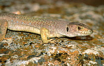 Male Lizard on rock {Lacerta lepida} Alicante, Spain