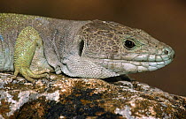 Lizard male on rock {Lacerta lepida} Alicante, Spain