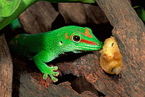 Giant day gecko {Phelsuma madagascariensis grandi} Ankarna SR, Madagascar