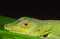 Anole lizard with rain droplets {Anolis punctatus} River Napo, Amazonia, Ecuador