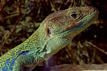 Lizard {Lacerta lepida} Spain