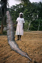 Woman with Boa skin for sale, Gabon, Central Africa