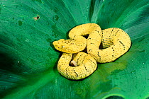 Fer de lance snake {Bothrops asper} Ecuador, South America