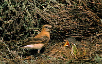Black eared wheatear female at nest with chick {Oenanthe hispanica} Spain