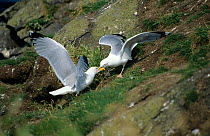 Two Herring gulls {Larus argentatus} fighting on cliff, Scotland, UK