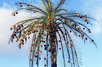 Huge number of Weaver bird nests in palm tree {Ploceidae sp} Cameroon, West Africa