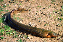 Electric eel {Electrophorus electricus} Llanos del Orinoco, Venezuela, South America