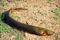 Electric eel {Electrophorus electricus} Llanos del Orinoco, Venezuela