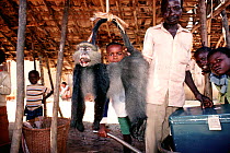 Mitis monkey for sale in market Ituri Rainforest Reserve, Epulu, Republic of Congo