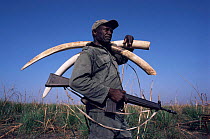 National Park guard with confiscated ivory elephant tusks, Garumba NP, Dem Rep Congo
