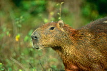 Capybara {Hydrochoerus hydrochaeris} Llanos del Orinoco, Venezuela