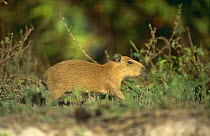 Capybara baby {Hydrochoerus hydrochaeris} Llanos del Orinoco, Venezuela