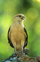 Yellow headed caracara {Milvago chimachima} perched, Llanos del Orinoco, Venezuela