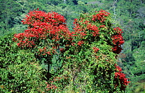 Cloud forest with red flowering trees {Triplaris caracassana} Henri Pittier NP, Venezuela, South America
