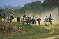 Llanero cowboys with Brahmany cattle Llanos del Orinoco Venezuela, South America