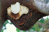 Wild African honey / Killer bee swarm {Apis mellifera adansonii} Venezuela