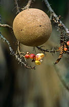 Fruit & flowers of Cannonball tree {Couroupita quianesis} Caracas Botanical Garden, Venezuela