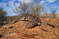 Shingleback lizard {Trachydosaurus rugosus / Tiliqua rugosa} Australia