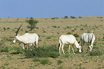 Arabian oryx (Oryx leucoryx) feeding in desert, Jaaluni, Oman