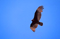 Turkey vulture flying {Cathartes aura} Florida, USA