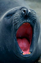 Southern elephant seal {Mirounga leonina} female defensive threat display, Valdez, Argentina