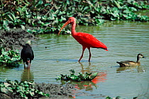 Scarlet ibis {Eudocimus ruber} Llanos del Orinoco, Venezuela, South Amercia