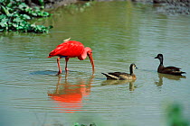 Scarlet ibis {Eudocimus ruber} Llanos del Orinoco, Venezuela, South Amercia