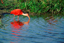 Scarlet ibis {Eudocimus ruber} feeding Llanos del Orinoco, Venezuela, South Amercia