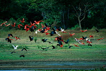Scarlet ibis (Eudocimus ruber) Bare faced ibis (Phimosus infuscatus) & White ibis (Eudocimus albus) flying, Llanos del Orinoco, Venezuela, South Amercia.