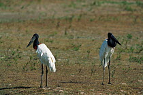 Jabiru storks {Jabiru mycteria}, Llanos del Orinoco, Venezuela, South-Amercia