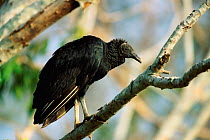 Black vulture {Coragups atratus} Llanos del Orinoco, Venezuela, South Amercia