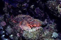 Tassled scorpionfish {Scorpaenopsis oxycephala} Red Sea