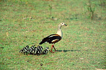Orinoco goose parent and goslings {Neochen jubata} Llanos del Orinoco, Venezuela, South America