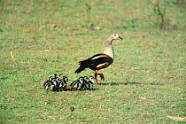 Orinoco goose parent and goslings {Neochen jubata} Llanos del Orinoco, Venezuela, S. America