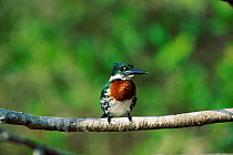 Green kingfisher perched on branch, Llanos del Orinoco, Venezuela, South America {Chloroceryle americana}