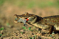 Spectacled caiman carrying pirranha fish prey in jaws, Llanos del Orinoco, Venezuela, {Caiman crocodilus}